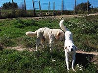 abruzzese mastiff